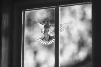 鸟啄窗户 陰德